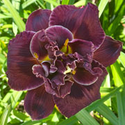 Ring Around The Purple Moon Daylily